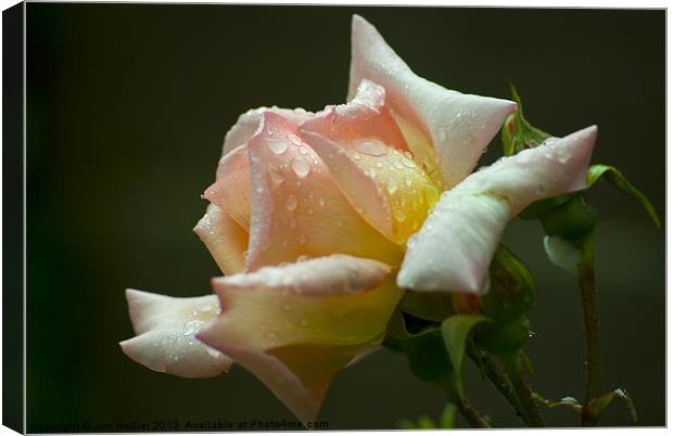 A Rose Canvas Print by Jim Hellier
