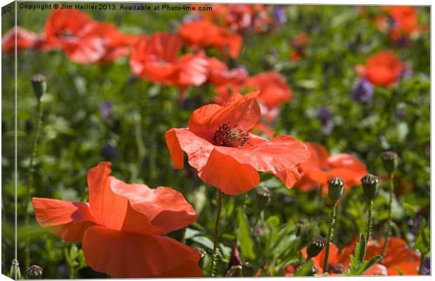 Poppies West Berkshire Canvas Print by Jim Hellier
