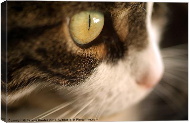 Cat's Eye Canvas Print by Serena Bowles