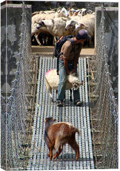 Goats on Suspension Bridge Tikhedhunga Canvas Print by Serena Bowles