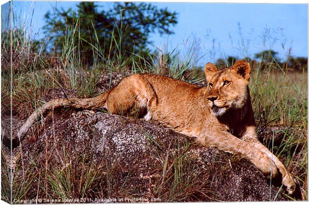 Lion Resting on Rock Canvas Print by Serena Bowles