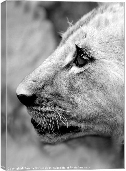 Proud Profile of a Lion Cub, Antelope Park, Zimbab Canvas Print by Serena Bowles