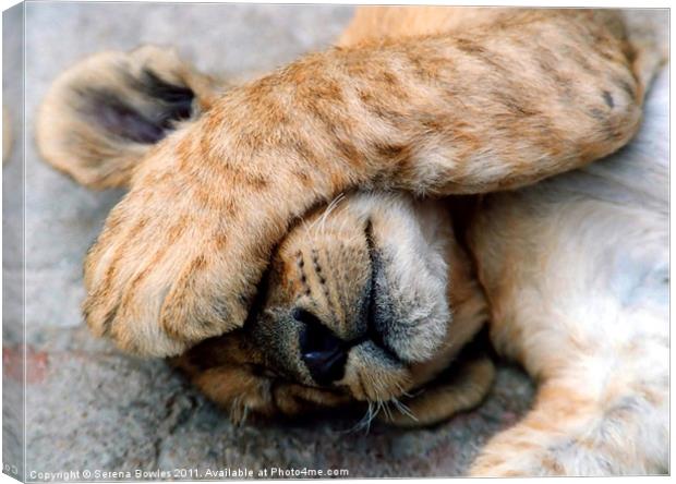 The Lion Sleeps - Sleeping Lion Cub, Antelope Park Canvas Print by Serena Bowles