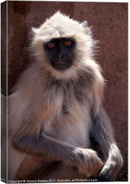 Langur Monkey at Ranthambore Fort Canvas Print by Serena Bowles