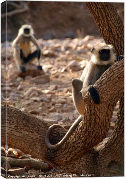 Langur Monkey in Tree Ranthambore, Rajasthan, Indi Canvas Print by Serena Bowles