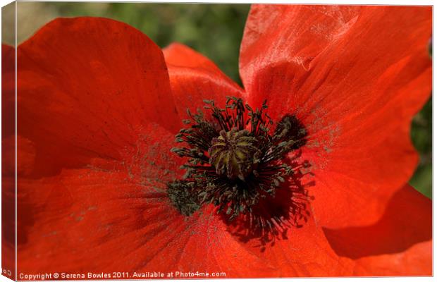 Close Up Poppy Canvas Print by Serena Bowles
