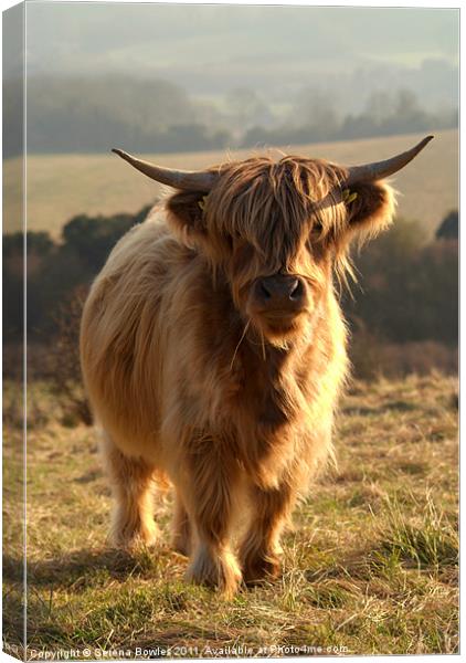 Young Highland Cow Canvas Print by Serena Bowles