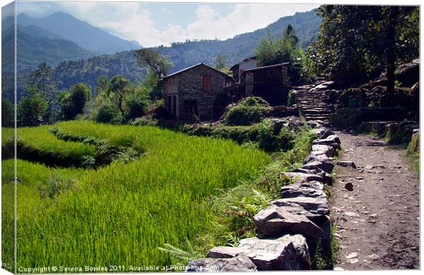 Rice Fields by the Path to Ghorepani Canvas Print by Serena Bowles