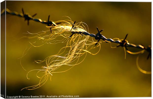 Caught on the Wire Canvas Print by Serena Bowles