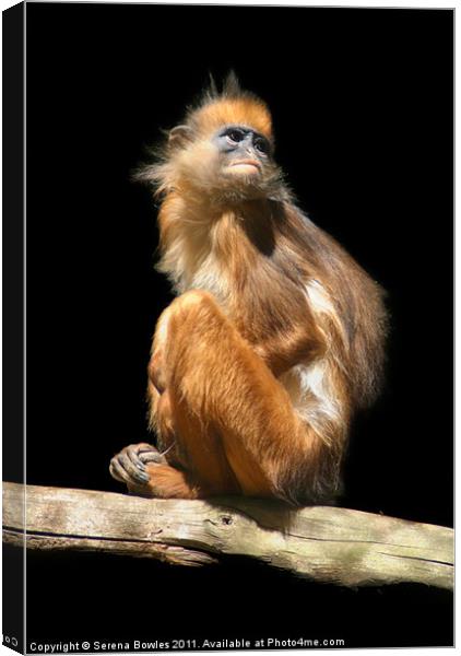 Banded Leaf Monkey Canvas Print by Serena Bowles
