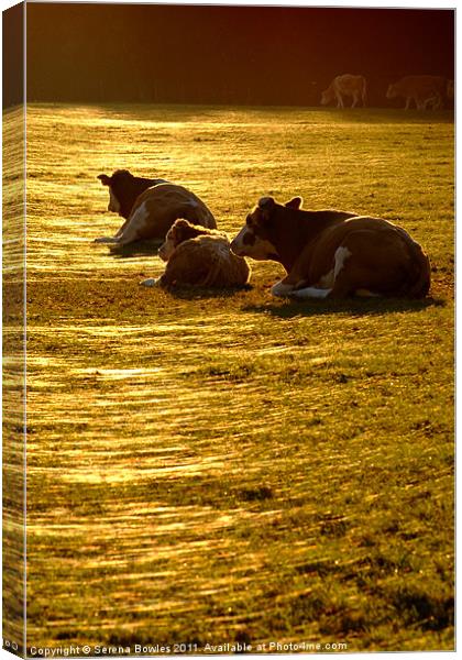 Sitting Cows Canvas Print by Serena Bowles