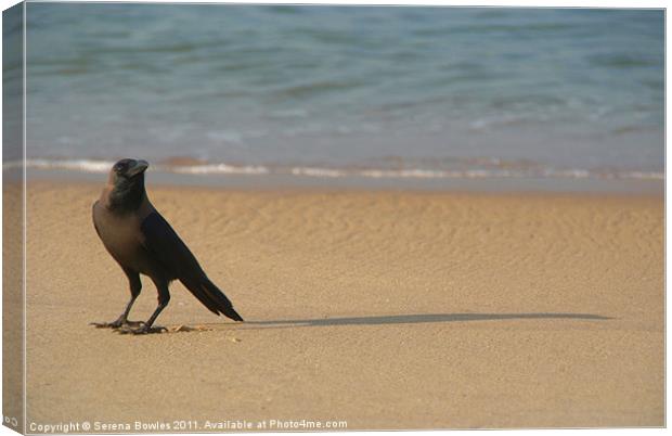 Crow on the Sand Varkala Canvas Print by Serena Bowles