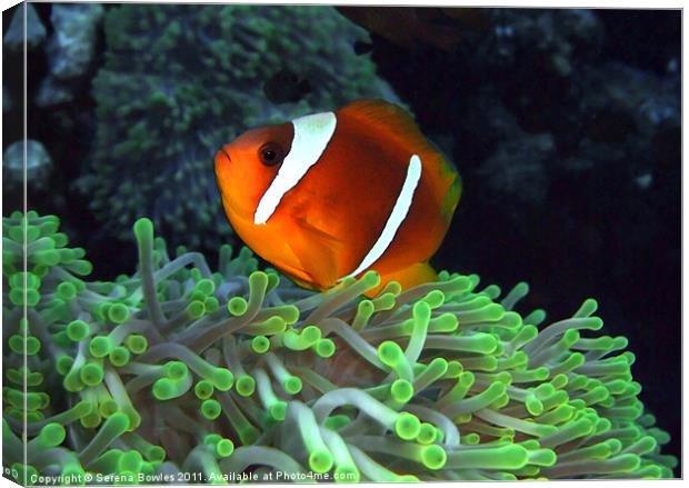 Anemone Fish in Anemone Canvas Print by Serena Bowles