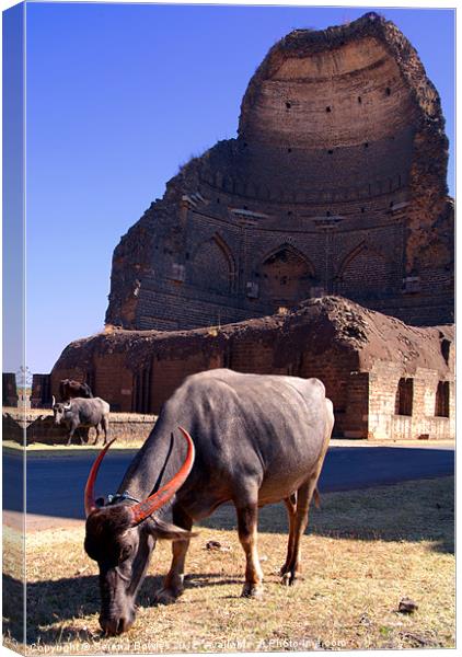 Buffalo Grazing by Bahamani Tombs at Ashtur Canvas Print by Serena Bowles