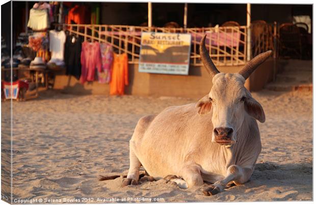 Holy Cow! Bull on the Beach at Sunset Palolem, Goa Canvas Print by Serena Bowles