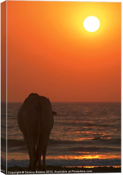 Cow Watching the Sunset Arambol, Goa, India Canvas Print by Serena Bowles
