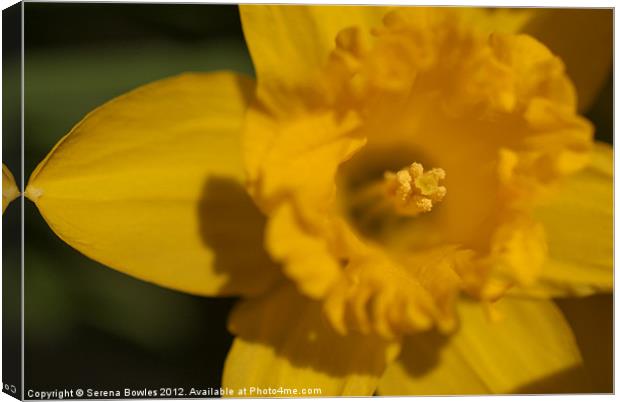 Bright Yellow Daffodil Canvas Print by Serena Bowles