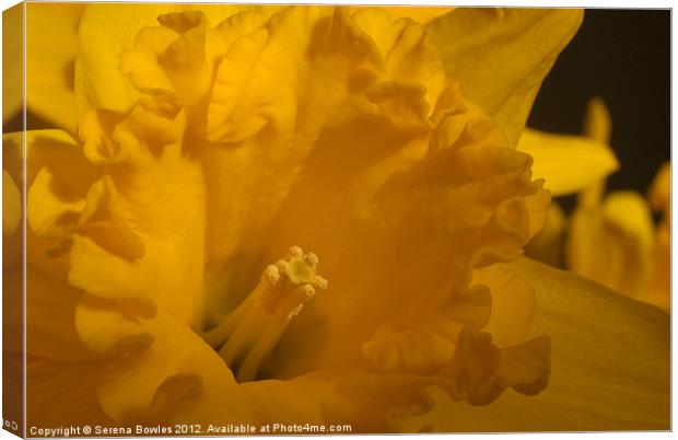 Bright Yellow Daffodil Canvas Print by Serena Bowles
