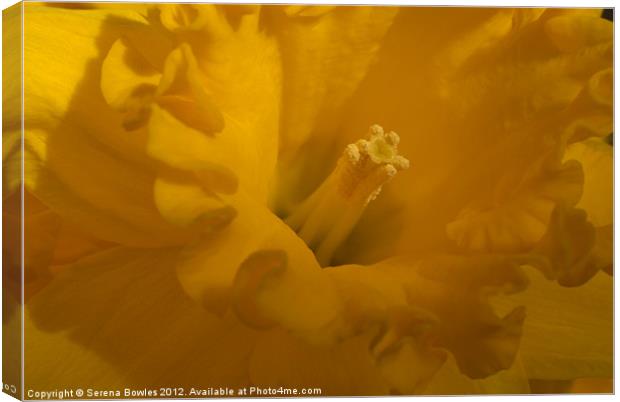 Bright Yellow Daffodil Canvas Print by Serena Bowles