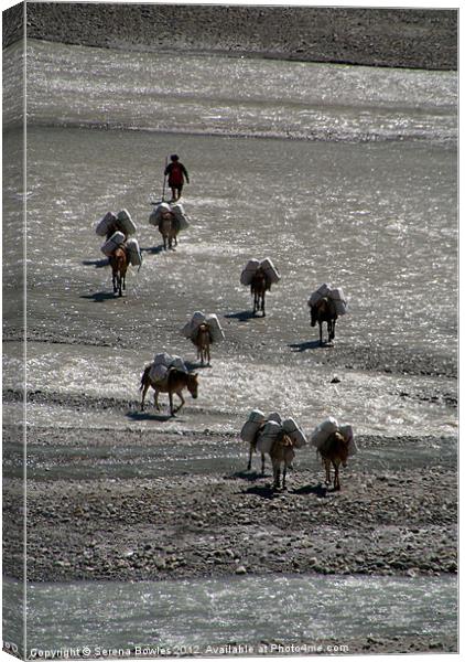 Mules Crossing River Annapurna Circuit Canvas Print by Serena Bowles