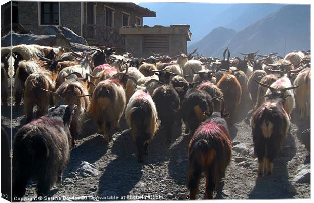 Mustang Goats on Road, Annapurna Circuit, Nepal Canvas Print by Serena Bowles