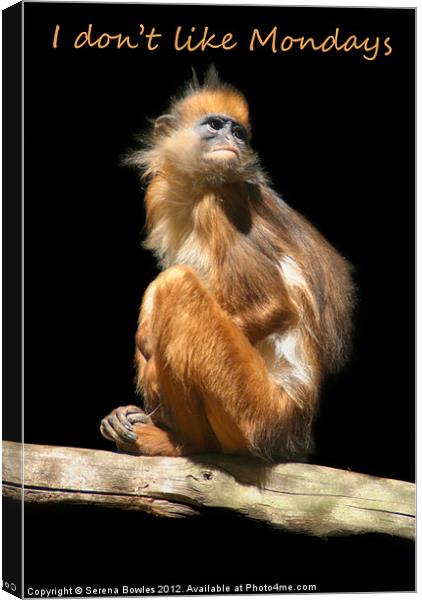 I dont like Mondays - Banded Leaf Monkey Canvas Print by Serena Bowles