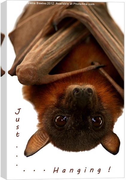 Just Hanging - Little Red Flying Fox Canvas Print by Serena Bowles