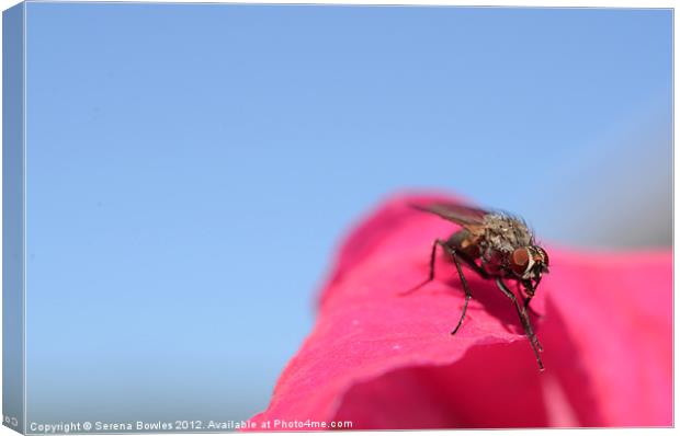 Gleeful Fly Canvas Print by Serena Bowles