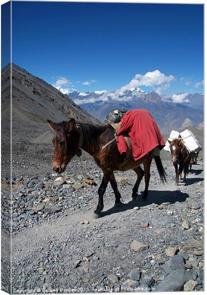 Mules Climbing Thorung La, Annapurna Circuit Nepal Canvas Print by Serena Bowles
