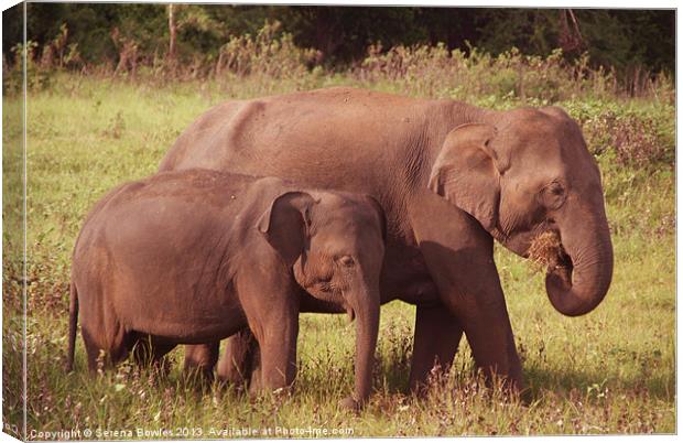 Mother and Baby Elephants Kaudulla, Sri Lanka Canvas Print by Serena Bowles