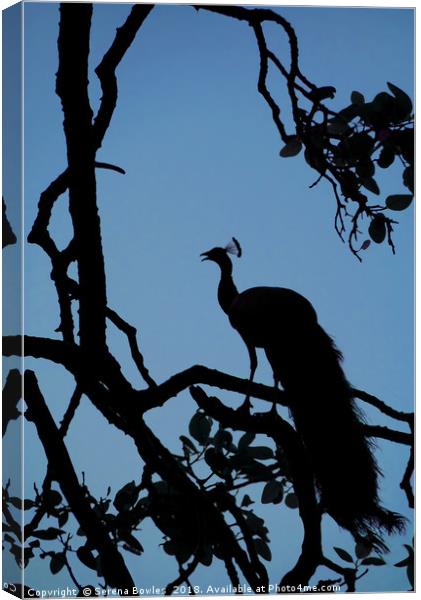 Silhouette of Indian Peacock in Tree, Ranthambore, Canvas Print by Serena Bowles