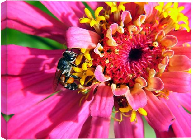 Busy, buzzy bee Canvas Print by Serena Bowles