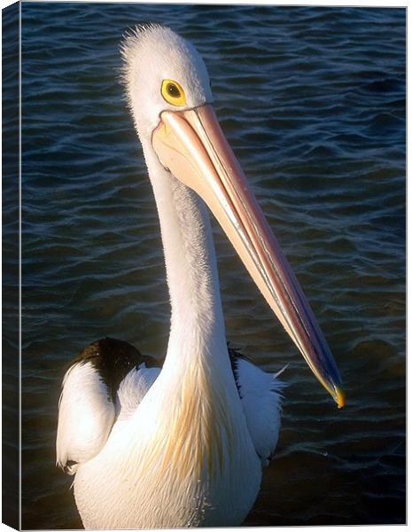 Shy Pelican Canvas Print by Serena Bowles
