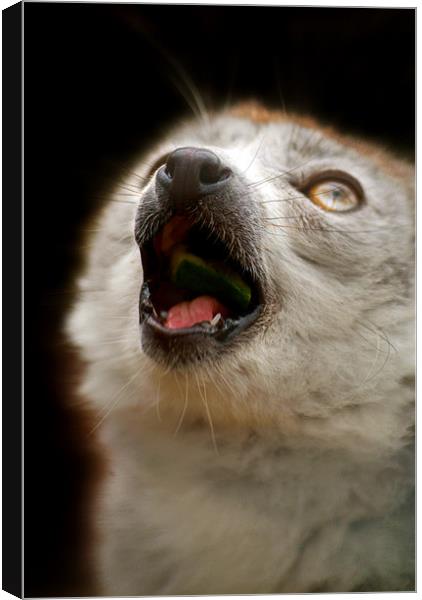 Singing Crowned Lemur Canvas Print by Serena Bowles