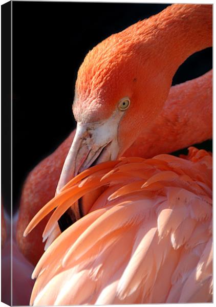 Cuban Flamingo Grooming Canvas Print by Serena Bowles