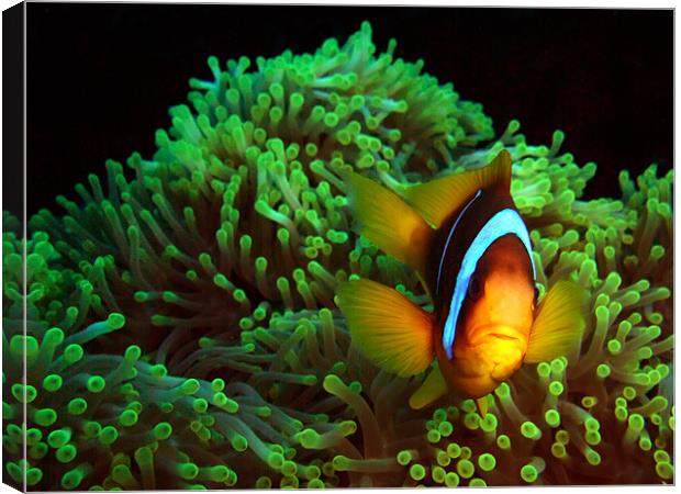 Clown Fish in Green Anemone Canvas Print by Serena Bowles