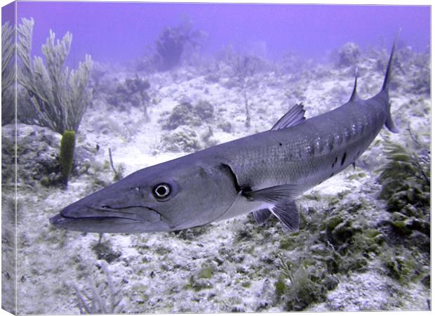 Barracuda Canvas Print by Serena Bowles