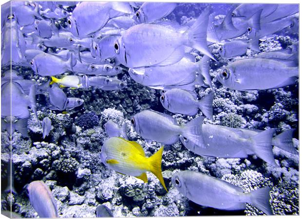 Bigeye and Yellowtail Snapper Fish Canvas Print by Serena Bowles