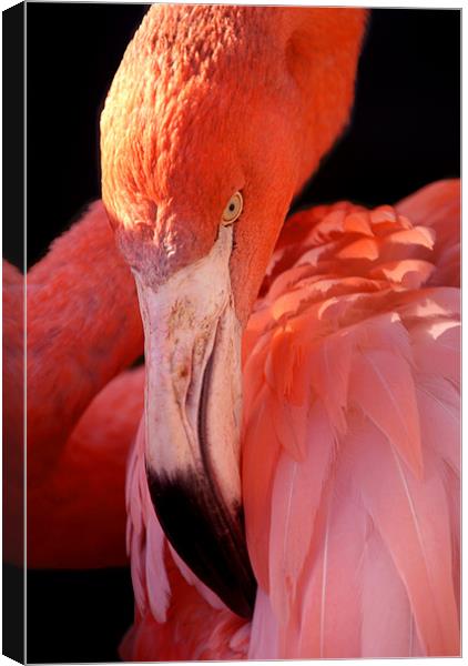 Cuban Flamingo Grooming Canvas Print by Serena Bowles