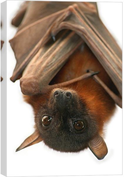 Little Red Flying Fox Canvas Print by Serena Bowles