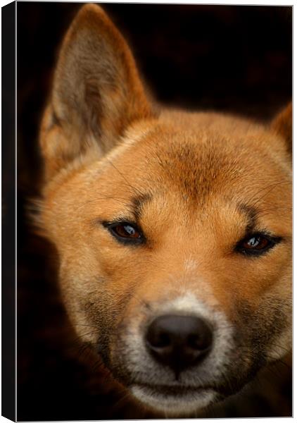 New Guinea Singing Dog Canvas Print by Serena Bowles