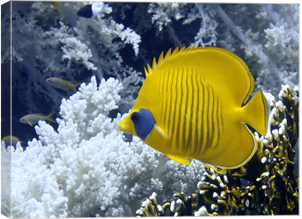 Butterfly Fish Over Fire Coral Canvas Print by Serena Bowles