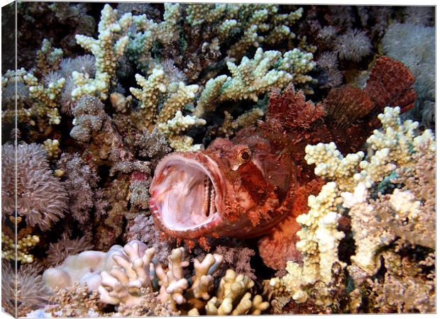 Red Scorpion Fish With Mouth Open, Red Sea, Egypt Canvas Print by Serena Bowles