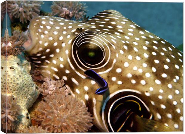 Stars and Stripes Pufferfish Being Cleaned Canvas Print by Serena Bowles