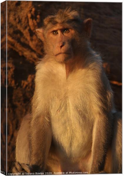 Macaque Monkey Badami Canvas Print by Serena Bowles