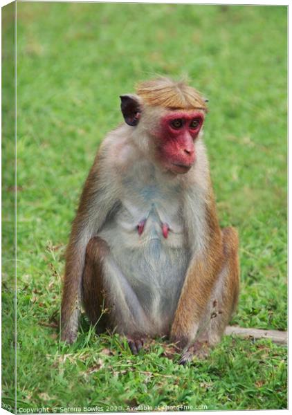 Sri Lankan Toque Macaque Monkey Canvas Print by Serena Bowles