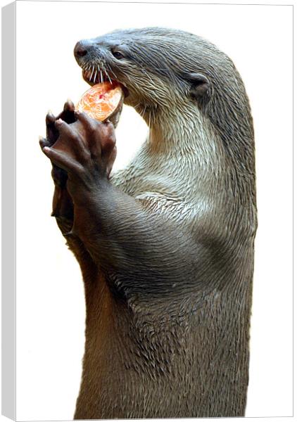 Smooth Coated Otter Eating Fish Canvas Print by Serena Bowles