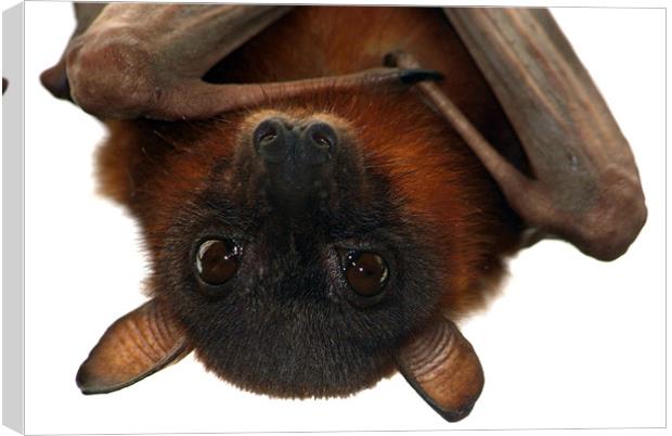 Little Red Flying Fox Hanging Out Canvas Print by Serena Bowles