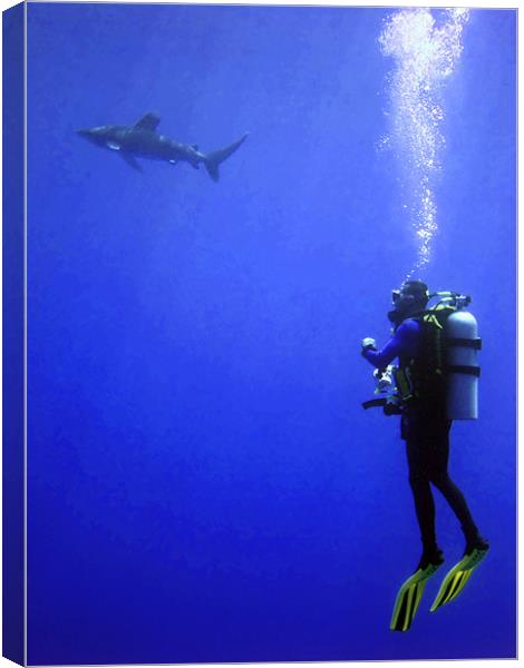 Watching the Oceanic Whitetip Shark Canvas Print by Serena Bowles