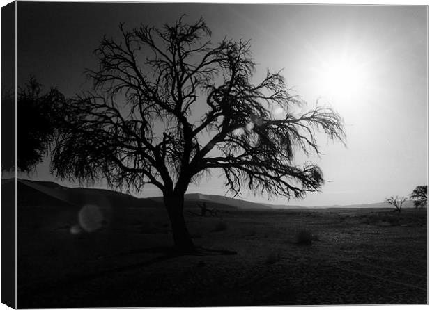 Desert Tree with Sun Flare Canvas Print by Serena Bowles